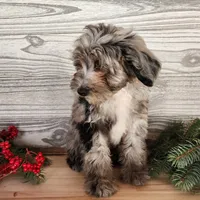 Blitz, a male Miniature Bernedoodle for sale in Topeka, IN – Photo 4 of 10