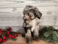 Blitz, a male Miniature Bernedoodle for sale in Topeka, IN – Photo 4 of 10