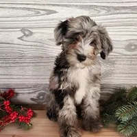 Blitz, a male Miniature Bernedoodle for sale in Topeka, IN – Photo 3 of 10