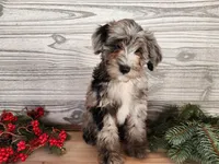 Blitz, a male Miniature Bernedoodle for sale in Topeka, IN – Photo 3 of 10