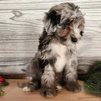 Blitz, a male Miniature Bernedoodle for sale in Topeka, IN – Photo 9 of 10