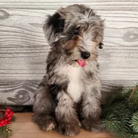 Blitz, a male Miniature Bernedoodle for sale in Topeka, IN – Photo 1 of 10