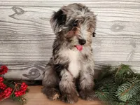 Blitz, a male Miniature Bernedoodle for sale in Topeka, IN – Photo 1 of 10