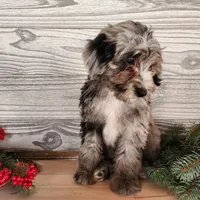 Blitz, a male Miniature Bernedoodle for sale in Topeka, IN – Photo 5 of 10