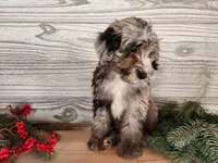 Blitz, a male Miniature Bernedoodle for sale in Topeka, IN – Photo 5 of 10