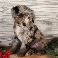 Blitz, a male Miniature Bernedoodle for sale in Topeka, IN – Photo 6 of 10