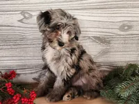 Blitz, a male Miniature Bernedoodle for sale in Topeka, IN – Photo 6 of 10
