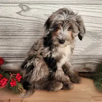 Blitz, a male Miniature Bernedoodle for sale in Topeka, IN – Photo 8 of 10