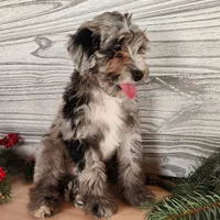 Blitz, a male Miniature Bernedoodle for sale in Topeka, IN – Photo 7 of 10