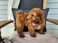Blake, a male Miniature Bernedoodle for sale in Topeka, IN – 10 of 10