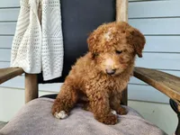 Dallas, a male Miniature Bernedoodle for sale in Topeka, IN – 10 of 10