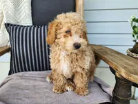 Liam, a male Miniature Bernedoodle for sale in Topeka, IN – 4 of 10