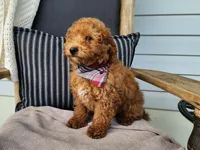 Blake, a male Miniature Bernedoodle for sale in Topeka, IN – 6 of 10