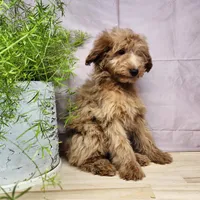 Reno, a male Miniature Goldendoodle for sale in Topeka, IN – Photo 4 of 10