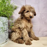 Reno, a male Miniature Goldendoodle for sale in Topeka, IN – Photo 6 of 10