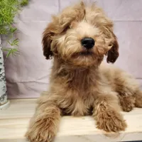 Reno, a male Miniature Goldendoodle for sale in Topeka, IN – Photo 1 of 10