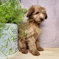 Reno, a male Miniature Goldendoodle for sale in Topeka, IN – Photo 8 of 10