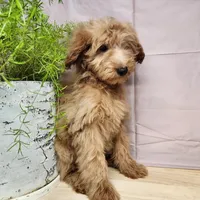 Reno, a male Miniature Goldendoodle for sale in Topeka, IN – Photo 7 of 10