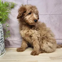 Reno, a male Miniature Goldendoodle for sale in Topeka, IN – Photo 10 of 10