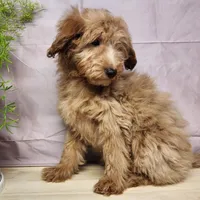 Reno, a male Miniature Goldendoodle for sale in Topeka, IN – Photo 9 of 10