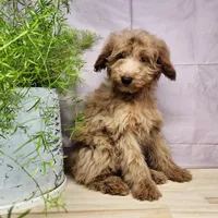 Reno, a male Miniature Goldendoodle for sale in Topeka, IN – Photo 5 of 10