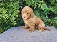 Spencer, a male Miniature Bernedoodle for sale in Topeka, IN – Photo 3 of 10