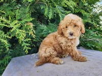 Spencer, a male Miniature Bernedoodle for sale in Topeka, IN – Photo 2 of 10