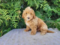 Spencer, a male Miniature Bernedoodle for sale in Topeka, IN – Photo 6 of 10
