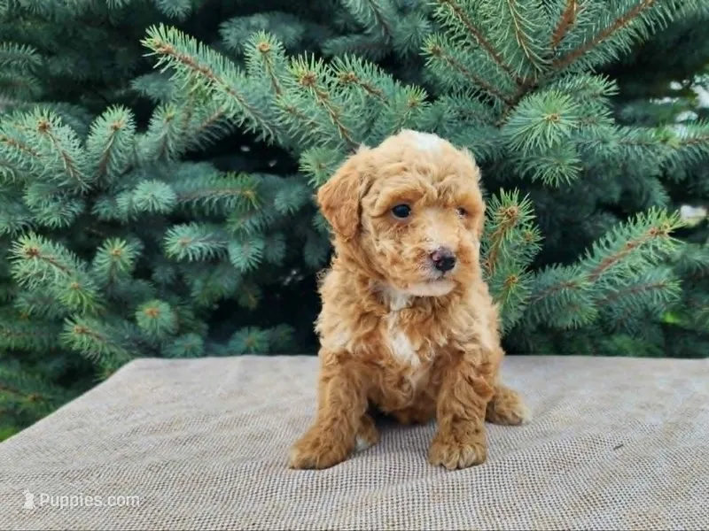 Spencer – Miniature Bernedoodle puppy for sale in Topeka, IN