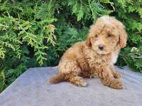 Spencer, a male Miniature Bernedoodle for sale in Topeka, IN – Photo 4 of 10