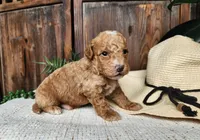 Spencer, a male Miniature Bernedoodle for sale in Topeka, IN – Photo 9 of 10