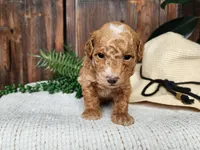 Spencer, a male Miniature Bernedoodle for sale in Topeka, IN – Photo 6 of 10