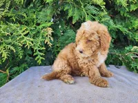 Spencer, a male Miniature Bernedoodle for sale in Topeka, IN – Photo 7 of 10