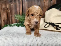 Spencer, a male Miniature Bernedoodle for sale in Topeka, IN – Photo 4 of 10