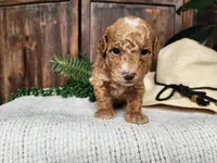Spencer, a male Miniature Bernedoodle for sale in Topeka, IN – Photo 2 of 10