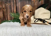 Spencer, a male Miniature Bernedoodle for sale in Topeka, IN – Photo 10 of 10