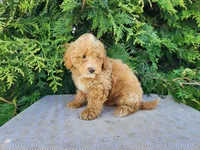 Spencer, a male Miniature Bernedoodle for sale in Topeka, IN – Photo 5 of 10