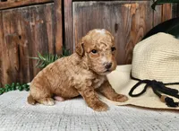 Spencer, a male Miniature Bernedoodle for sale in Topeka, IN – Photo 5 of 10