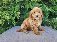 Spencer, a male Miniature Bernedoodle for sale in Topeka, IN – Photo 8 of 10