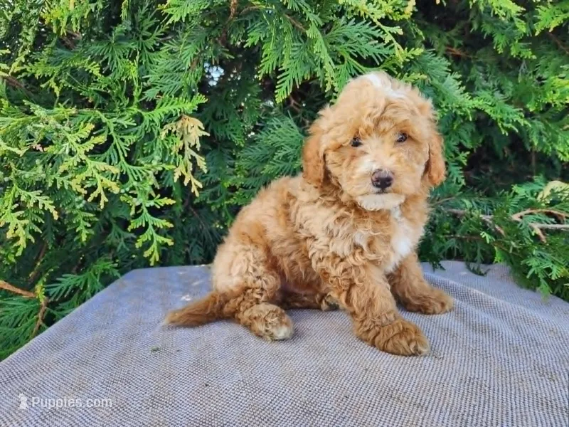 Spencer – Miniature Bernedoodle puppy for sale in Topeka, IN