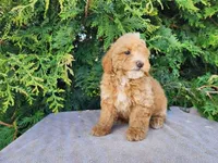 Spencer, a male Miniature Bernedoodle for sale in Topeka, IN – Photo 10 of 10