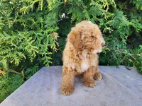 Spencer, a male Miniature Bernedoodle for sale in Topeka, IN – Photo 9 of 10