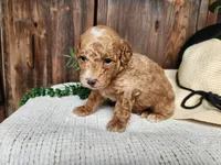 Spencer, a male Miniature Bernedoodle for sale in Topeka, IN – Photo 8 of 10