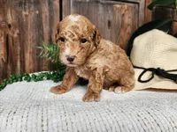 Spencer, a male Miniature Bernedoodle for sale in Topeka, IN – Photo 1 of 10