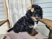 Karly, a female Miniature Bernedoodle for sale in Topeka, IN – 3 of 10