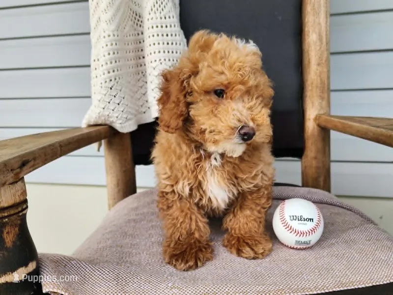 Spencer – Miniature Bernedoodle puppy for sale in Topeka, IN