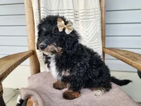 Karly, a female Miniature Bernedoodle for sale in Topeka, IN – 5 of 10