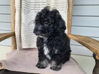 Mia, a female Miniature Bernedoodle for sale in Topeka, IN – 10 of 10
