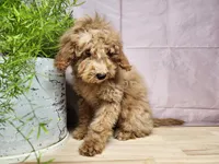 Indy, a female Miniature Goldendoodle for sale in Topeka, IN – Photo 7 of 10