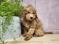 Indy, a female Miniature Goldendoodle for sale in Topeka, IN – Photo 2 of 10